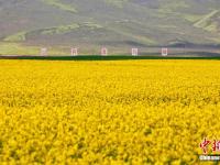  甘肃山丹马场油菜花开 遍地金黄引蜂来