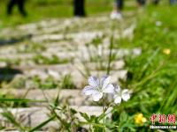  【新时代·幸福美丽新边疆】“最美乡村”脑干宝力格嘎查 来自草原的明信片