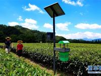  武夷山推广绿色防治茶园病虫害技术
