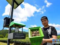  武夷山推广绿色防治茶园病虫害技术