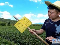  武夷山推广绿色防治茶园病虫害技术