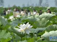  河北隆尧：夏日荷塘引客来