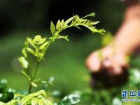  重庆黔江：藤蔓长成致富茶