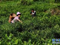  重庆黔江：藤蔓长成致富茶