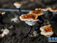 西藏林芝人工栽培白灵芝初获成效