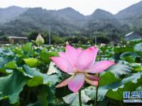  杭州临安：土地流转打造生态荷花园
