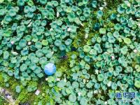  杭州临安：土地流转打造生态荷花园
