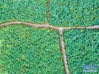  杭州临安：土地流转打造生态荷花园