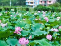  杭州临安：土地流转打造生态荷花园