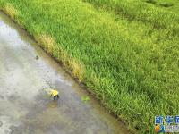  广西柳江：盛夏时节“双抢”忙