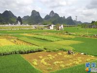 广西柳江：盛夏时节“双抢”忙