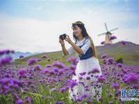  贵州桐梓：紫色花海醉游人