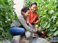  西藏阿里：生态农业促脱贫