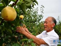  河南方城：特色农业促农增收