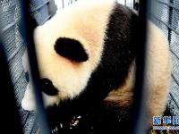  熊猫姐妹花“落户”吉林长春