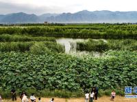  壶流河湿地 江南风韵