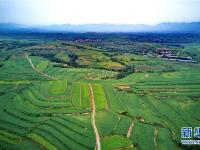  河北卢龙：“坡改梯”让贫地变沃土