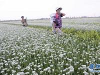  韭花飘香助增收