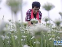  韭花飘香助增收