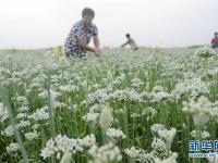  韭花飘香助增收