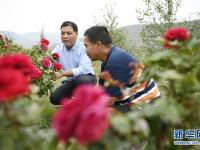  宁夏固原：闽宁协作 科技富民