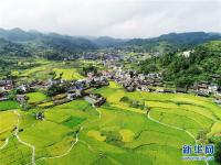  秋到山乡 丰收在望