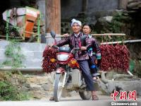 广西苗山群众举行辣椒选美庆丰收
