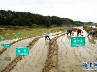  重庆南川：“定制水稻”丰收了