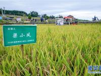  重庆南川：“定制水稻”丰收了