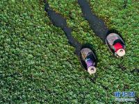  浙江湖州：秋风起 采菱忙