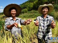  武夷农民喜丰收