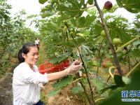  安徽：特色种植富农家
