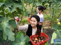  安徽：特色种植富农家