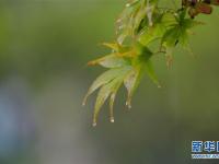  湖北恩施：秋雨“枫”情