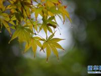  湖北恩施：秋雨“枫”情