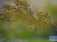  湖北恩施：秋雨“枫”情