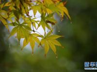  湖北恩施：秋雨“枫”情