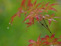  湖北恩施：秋雨“枫”情