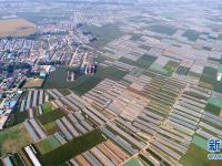  河北乐亭：盐碱地改良助推乡村振兴