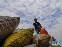  板栗收获季 加工储运忙