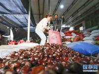  板栗收获季 加工储运忙