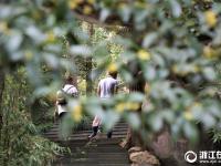 桂花飘香 杭州市民错峰休闲