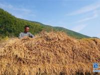  江西崇义高山梯田进入秋收时节