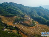  江西崇义高山梯田进入秋收时节