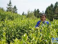  江西崇义：高山有机茶助力精准扶贫