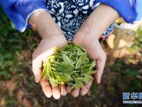  江西崇义：高山有机茶助力精准扶贫