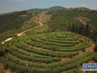  江西崇义：高山有机茶助力精准扶贫