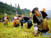  广西龙胜：侗寨香禾糯喜丰收