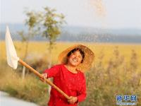  金色丰收稻飘香