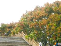【醉美邵阳】多彩秋意醉古城